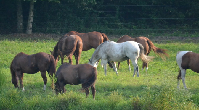 Trail Rides and Lessons near Raleigh!